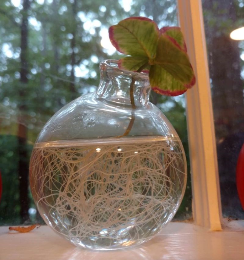 7. Kakav korijen, wow!