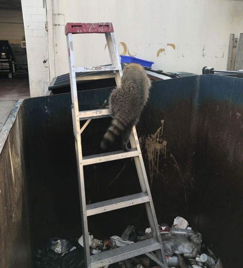 "Danas sam pomogao ovom vragolanu da izađe iz kontejnera."