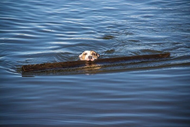 "Bacila sam mu štap, a onda je doplivao s ovim!"