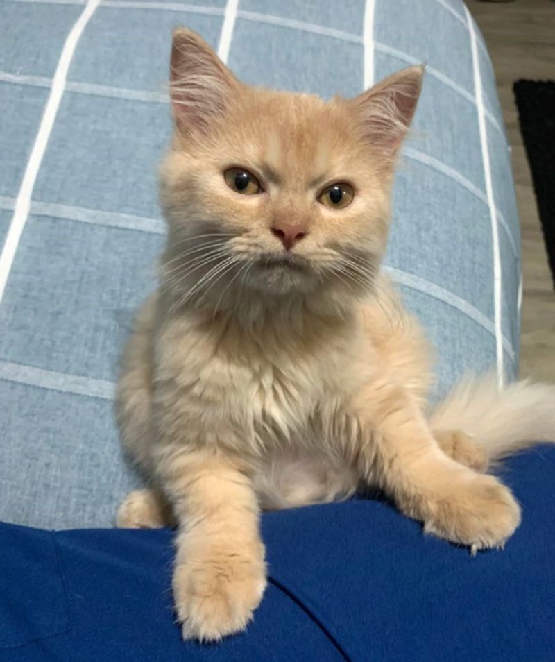 "Kihnula sam i moj me mačak pogledao ovako s gađenjem."