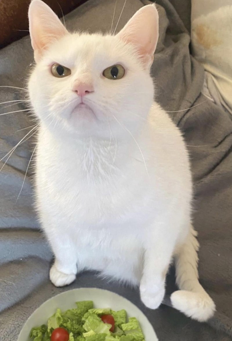 10. Uuuhh, gadno je ljut jer je za ručak dobio salatu 😂