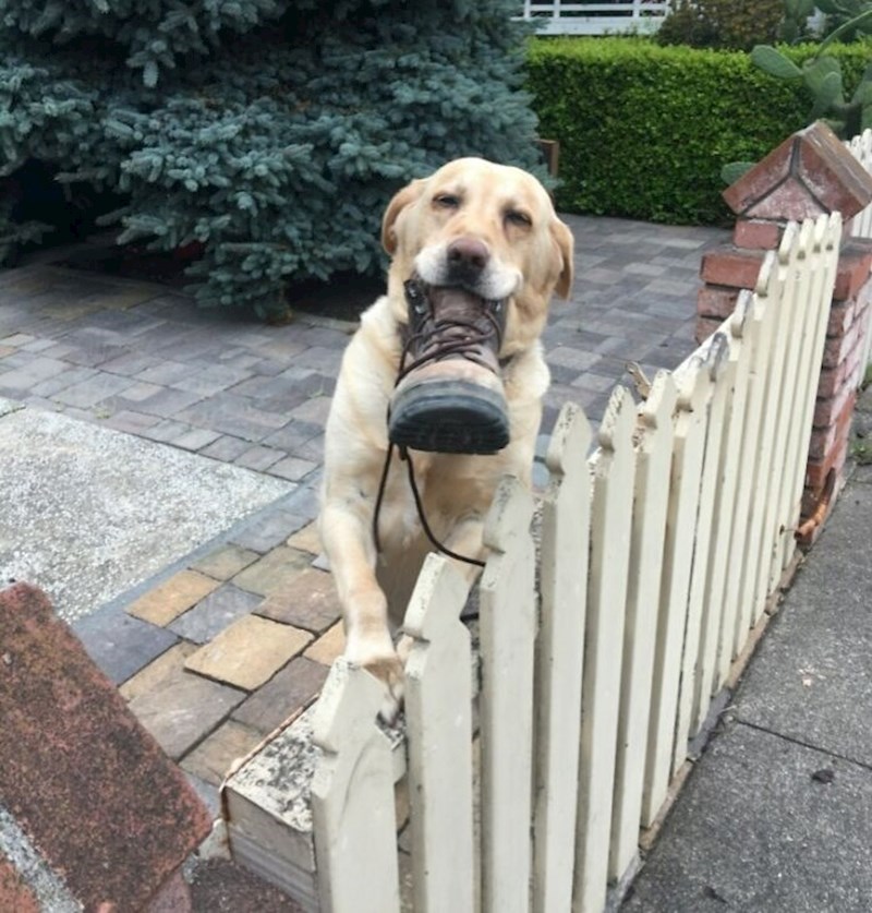 "Danas mi je ovaj slatkiš donio cipelu"