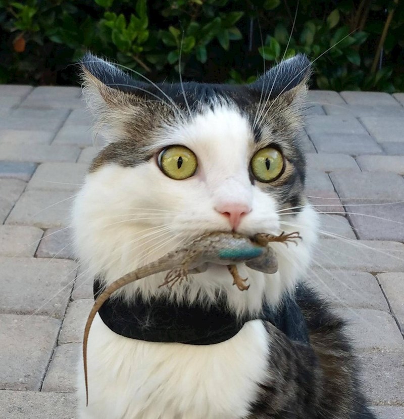 6. Ono kad shvatiš da zapravo imaš lovačke instinkte 😃