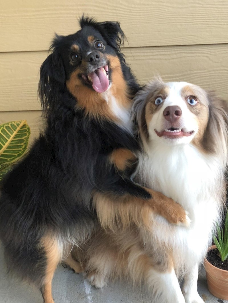 12. Baš su blesavi 😃