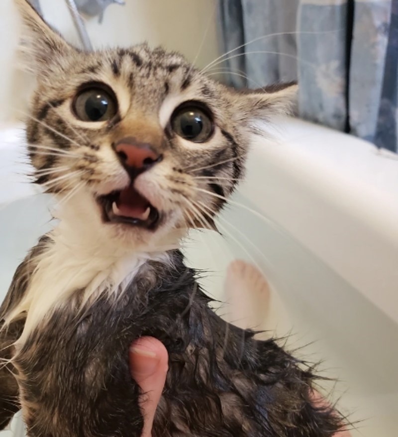 "Moj mačić je malo prekasno shvatio što se događa..."