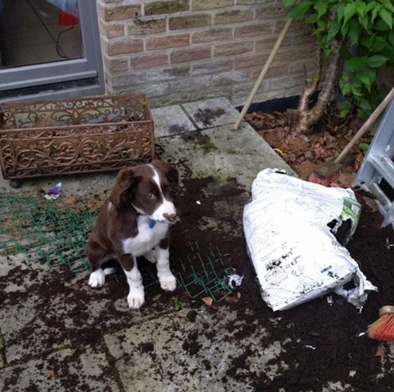 "Pitam se tko je mogao napraviti ovaj nered..."