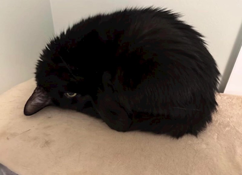 2. Mačka ili ptica? Ovisno kako brzo pogledate fotku