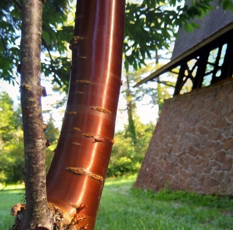 3. Kakva predivna kora!