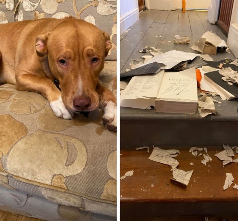 Joooj! Ali gledajte samo taj pogled, pa kako se naljutiti na njega?