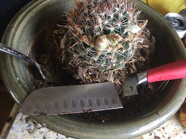 8. "Mjesecima mi misteriozno nestaju noževi. Danas sam saznala da ih moj muž koristi za svoje biljke i uporno ih trga!"