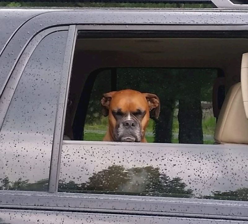 "Nismo ga odmah pustili iz auta pa nas je ovako gledao"