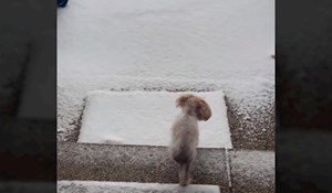 Video ovog psa postao viralan zbog neobičnog načina na koji hoda po snijegu, ovo još niste vidjeli