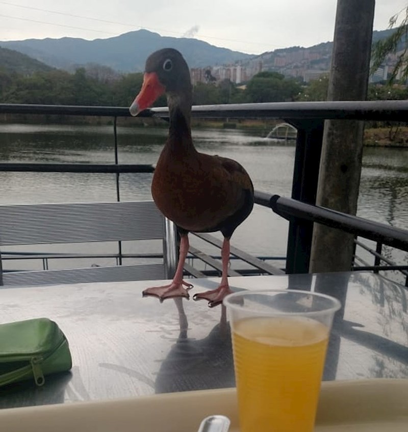 10. "Došla je, popila je malo mog soka i onda otišla..."