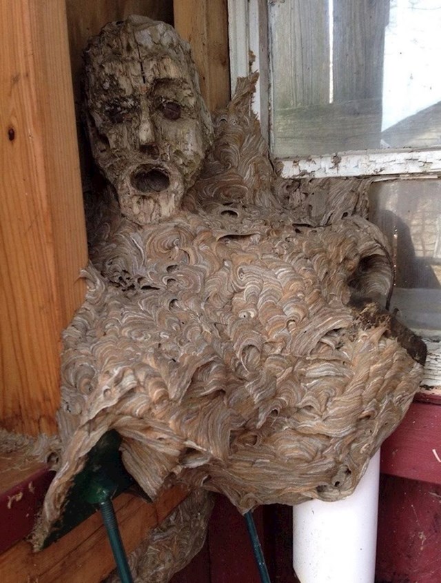 3. "Napušteno stršljenovo gnijezdo koje je moj tata pronašao u kućici. Glava je dio drvene statue na kojoj se nalazi gnijezdo. Izgleda poprilično užasavajuće"