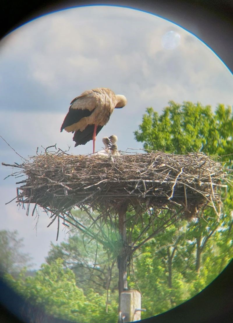 9. "Snimio sam ovu sliku pomoću mobitela i dalekozora. Predivni su."