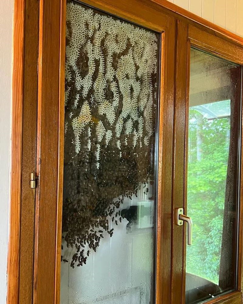 7. "Pčele su odlučile napraviti košnicu između unutarnjeg i vanjskog stakla na vratima"