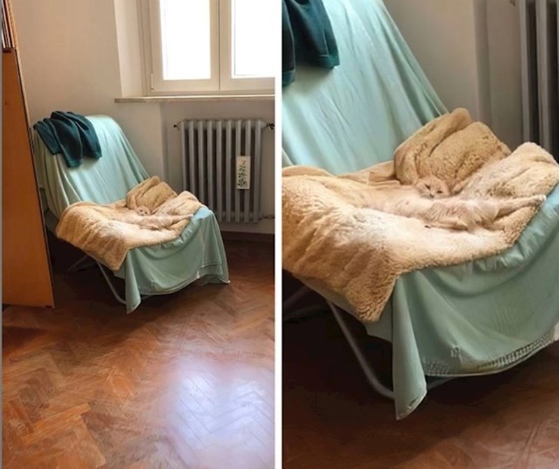 Zna mačka gdje treba leći kad želi pravi odmor.