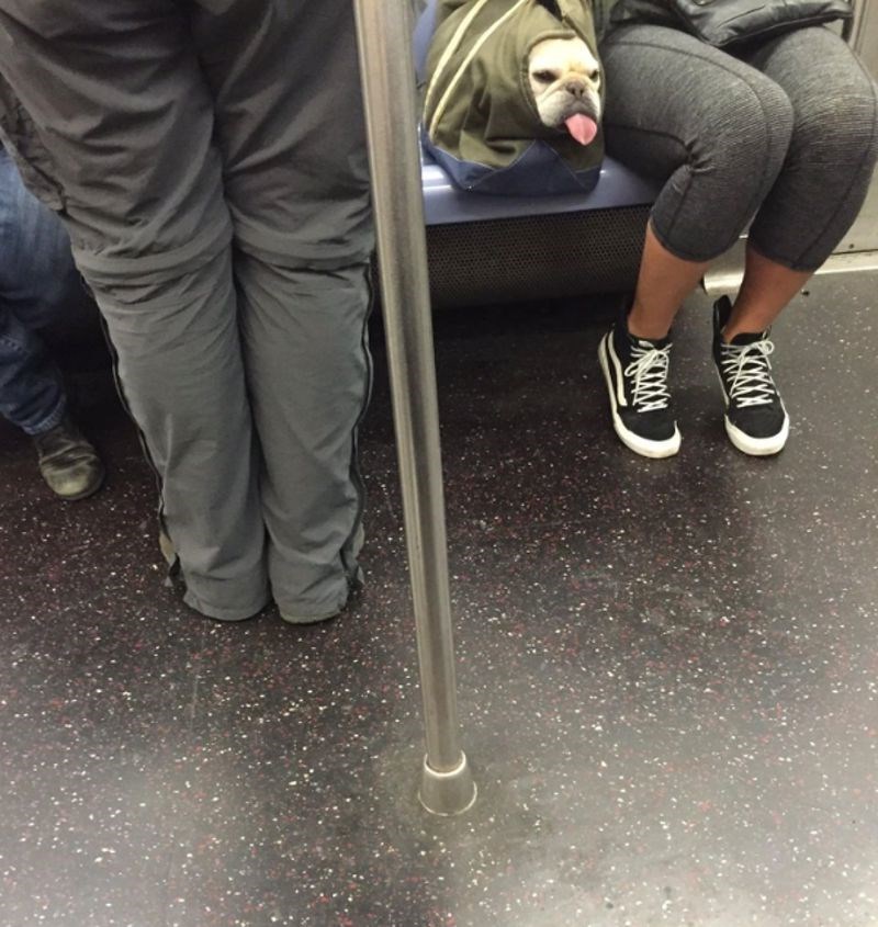 "Na putu do posla sam srela ovog slatkiša i snimila urnebesnu fotku."