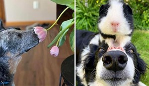 10+ simpatičnih fotografija preslatkih životinja koje će vam izmamiti osmijeh na lice