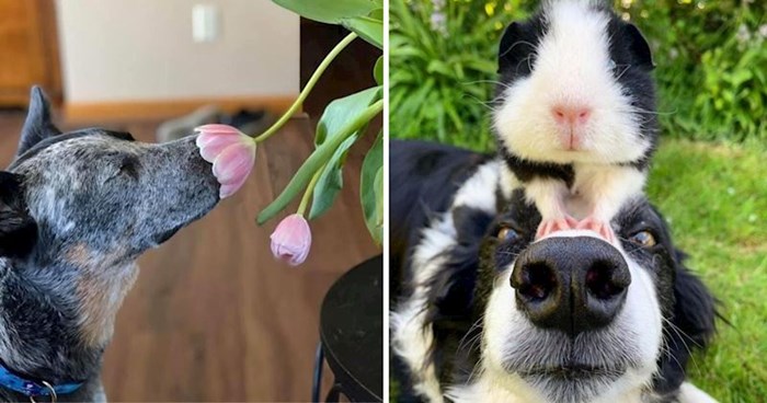 10+ simpatičnih fotografija preslatkih životinja koje će vam izmamiti osmijeh na lice