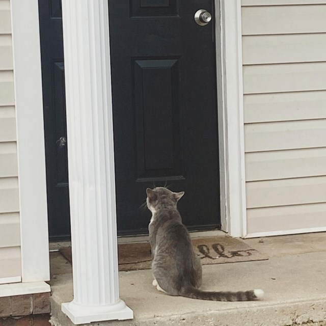 "Već nekoliko tjedana hranim ovu mačku, danas sam je pronašla kako me pristojno čeka ispred ulaznih vrata."