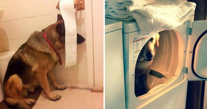 15+ preslatkih pasa kojima skrivanje nije jača strana, pogledajte njihove urnebesne pokušaje