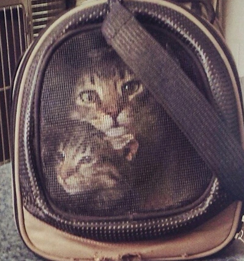 9. "Naše mačke izgledaju kao da su dio dizajna na transporteru"