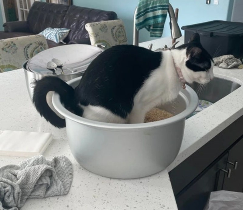 11. "Mačka se od svih mjesta odlučila olakšati u loncu punom riže!"