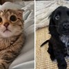 15+ pasa i mačaka čiji bi pogled mogao rastopiti i one najhladnijeg srca, fotke su preslatke