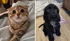 15+ pasa i mačaka čiji bi pogled mogao rastopiti i one najhladnijeg srca, fotke su preslatke