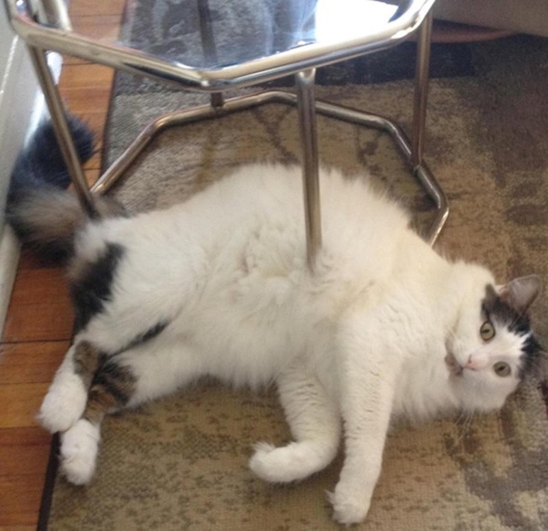 "Na prvi pogled se čini da moja mačka baš i nema najbolji dan"