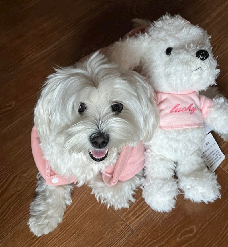 7. "Dobila je svog plišanca, jako joj se sviđa"