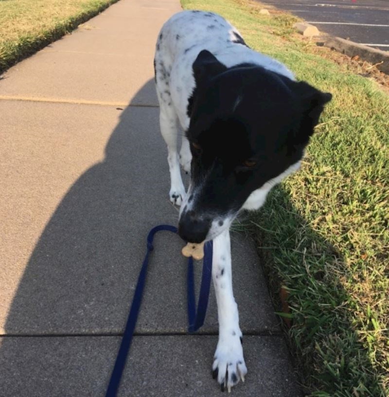 3. "Ne voli jesti poslastice u šetnji, ali ako joj netko da poslasticu nosit će je u ustima dok ne dođemo kući i onda pojesti"