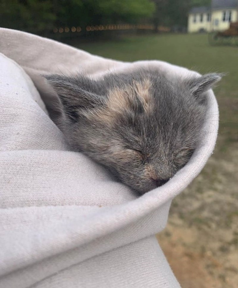 9. "Mačke stvarno mogu spavati bilo gdje. Pogledajte gdje je zaspao ovaj slatkiš"