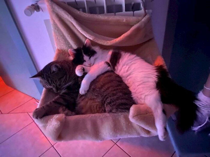 5. "Nekad lutalice, danas najveće maze"