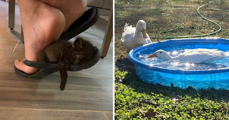 15+ simpatičnih fotografija ljudi i životinja slađih od šećera, izmamit će vam osmijeh na lice