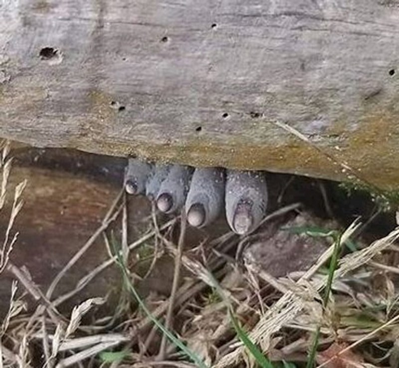 "Ove gljive užasno podsjećaju na neko stopalo iz horora..."