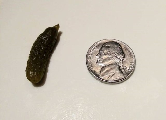 Minijaturni kiseli krastavac slikan kraj kovanice