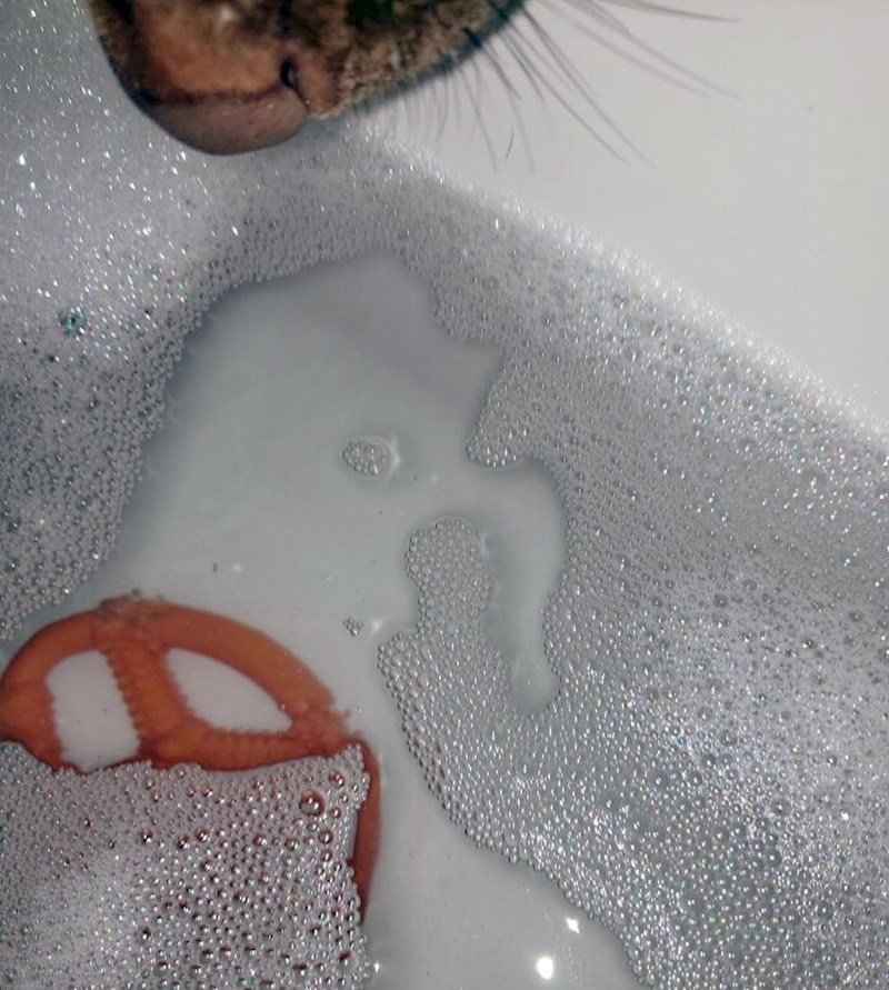 "Plakala sam u kadi, moj mačak me čuo i donio mi svoju omiljenu igračku"