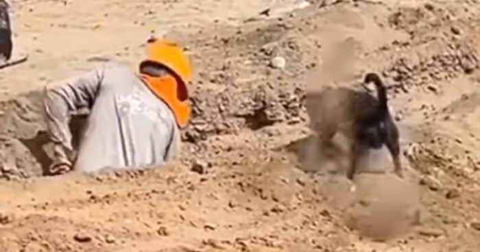 Snimka najslađeg pomoćnika na poslu oduševila je ljude na Fejsu, video će vam uljepšati dan