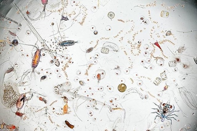 Kapljica morske vode pod mikroskopom
