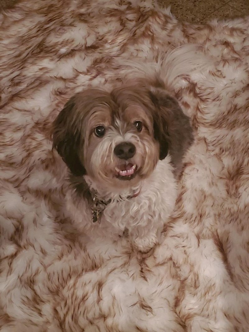 8. Isti kao tepih u dnevnom boravku