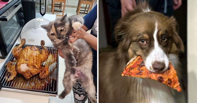 18 puta kada su ljudi uhvatili svoje ljubimce dok pokušavaju ukrasti hranu, fotke su urnebesne