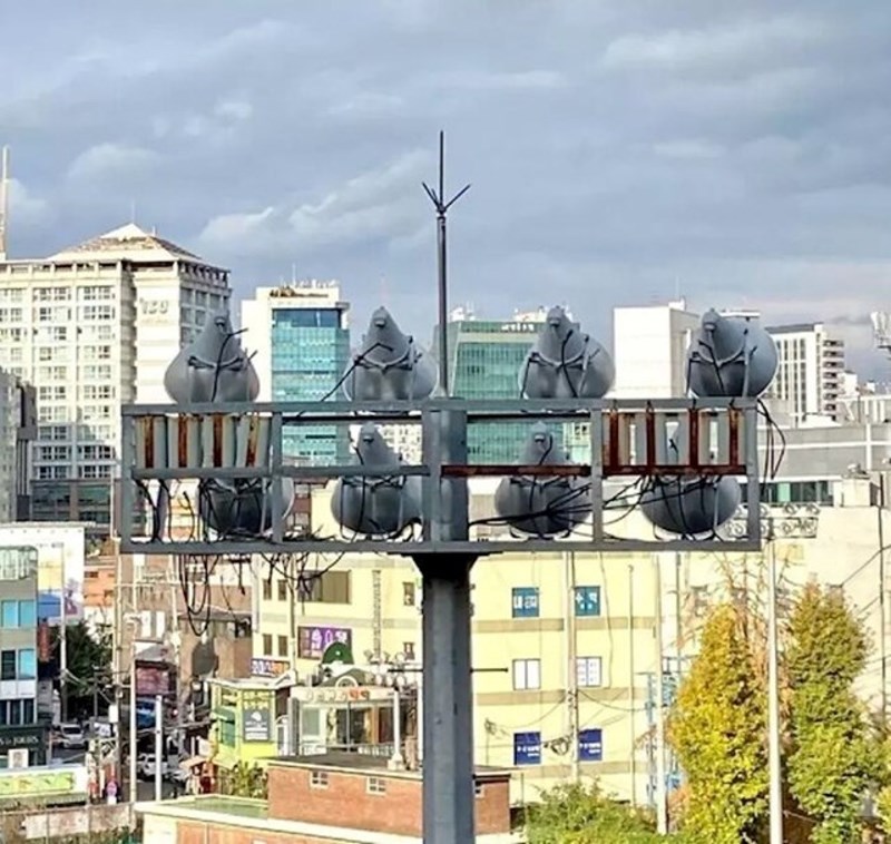 21. Fotograf je mislio da ga promatra osam golubova...