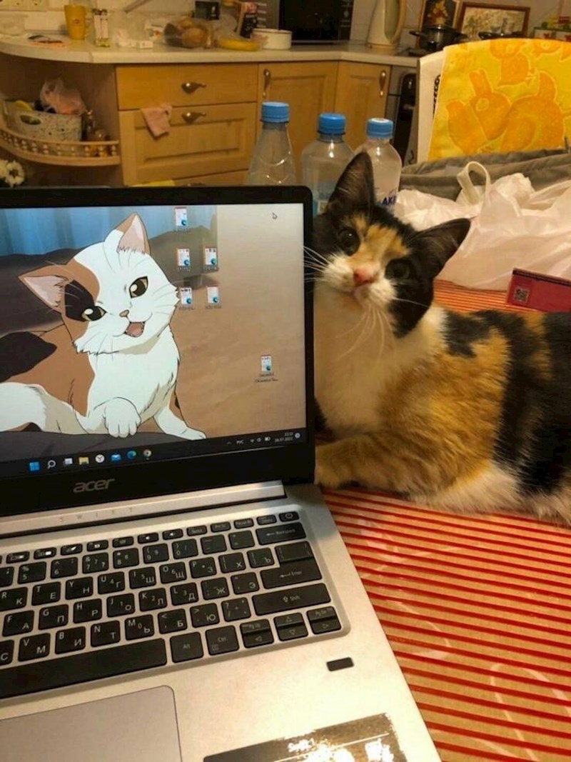 2. "Nisam mislila da je moguće, ali moja mačka je slađa od animirane."