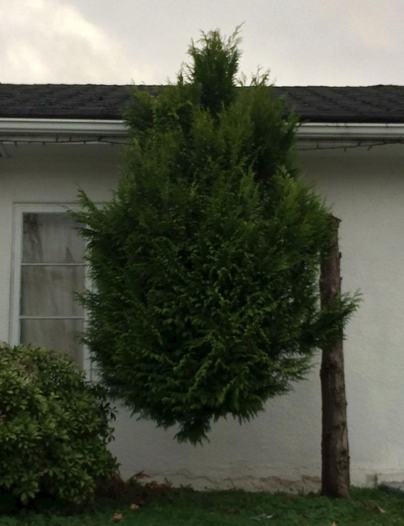 9. "Ovo stablo izgleda kao da lebdi"