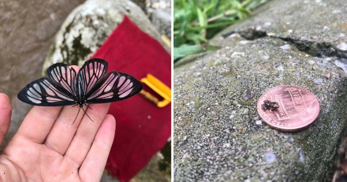 10+ fascinantnih prizora koje gotovo nikada nemamo priliku vidjeti uživo
