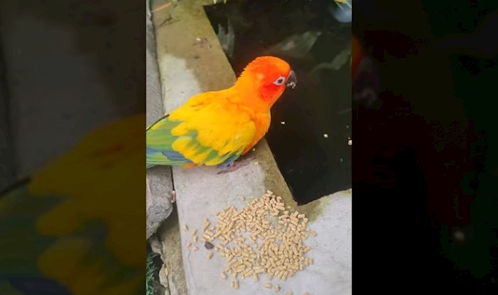 Ova papiga svojim postupkom oduševila ljude, pogledajte što je učinila sa svojom hranom