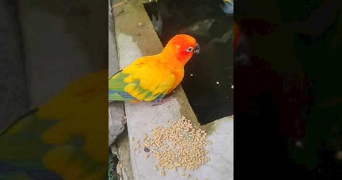 Ova papiga svojim postupkom oduševila ljude, pogledajte što je učinila sa svojom hranom
