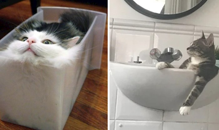 15 fotografija koje dokazuju da mačke vole ležati i odmarati na najčudnijim mjestima